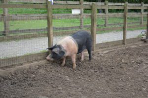 Jasmine the pig at Kent Life