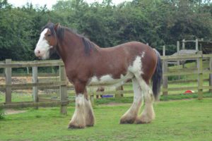 Walter the Shire Horse at Kent Life
